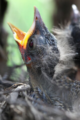 close up of a baby bird
