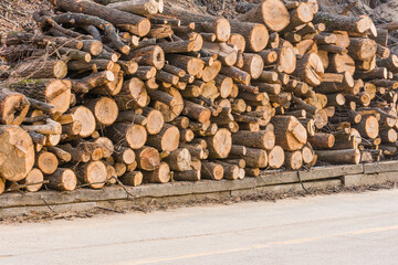 Stack of fresh cut logs