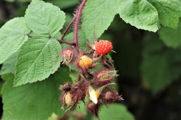 エビガライチゴ