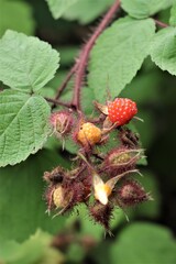 エビガライチゴ