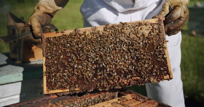 Canadian Beekeepers Tending to Their Bee Hive Farm in Alberta Canada, Western Canadian Family Honey