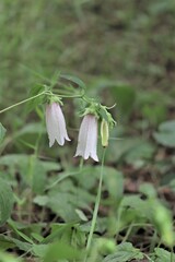 ハマホタルブクロ