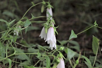 ハマホタルブクロ