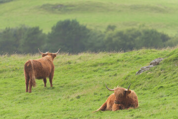 Moody scene of 2 highland cattle scottish bulls. One lies in grass, the other looks away.