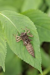 ヤゴの抜け殻