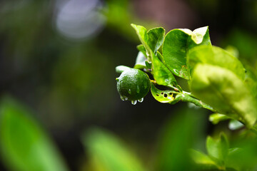 close up of a green lemon 