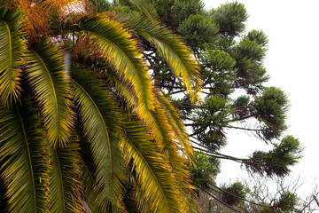 Fototapeta premium big palm tree. Leaves, stems, tree branches. Green nature.