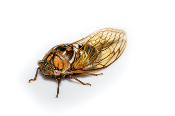 Fototapeta premium bush cicada or giant grassland cicada - Megatibicen dorsatus