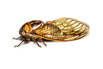 Bush cicada or giant grassland cicada -  Megatibicen dorsatus