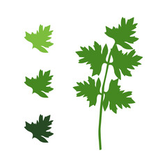 perejil vector hojas de planta de diferentes colores en la etapa de madurez condimento para comidas