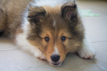Shetland puppy dog with brown and white color and brown eyes growing up