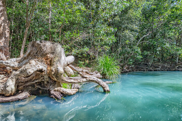Tree trunk in the swimming hole