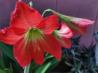 red flower with water drops