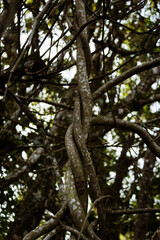 Fototapeta na wymiar lizard on a tree
