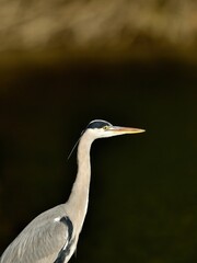 のんびりくつろぐアオサギ