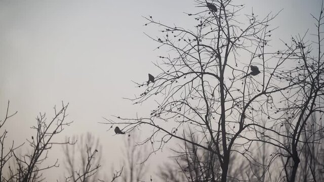 Silhouette of birds sitting on dead tree and flying away on gloomy day. Signal of bad things happen, death