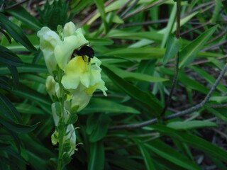 Bee in a snapdragon
