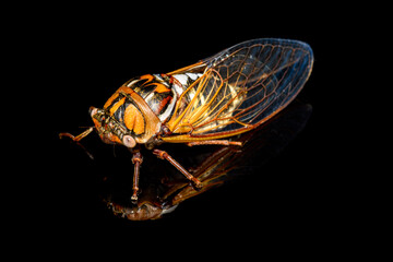 bush cicada or giant grassland cicada -  Megatibicen dorsatus