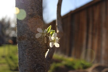 Spring blossom with sunflare