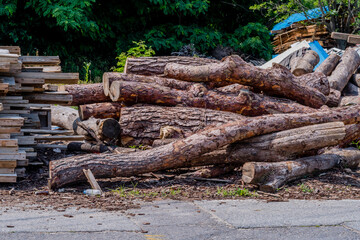 Cut logs laying on ground