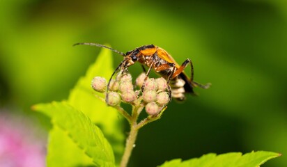 bug on a flower