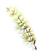 watercolor sketch botanical drawing of autumn larch branch with yellow and green needles