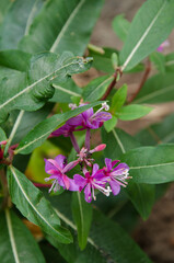 Close-up of a purple mountain wildflower.