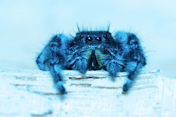 spider on the blue background