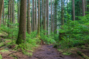 Footpath hiking trail in summer forest park british columbia canada.