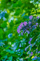 晴天の紫陽花