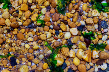 Wet pebbles and seaweed on beach shore. Abstract background.