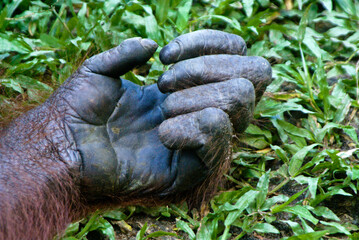 Hand of Bornean orangutan, Borneo, Indonesia