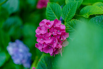 雨中の紫陽花