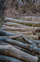Stack of cut logs
