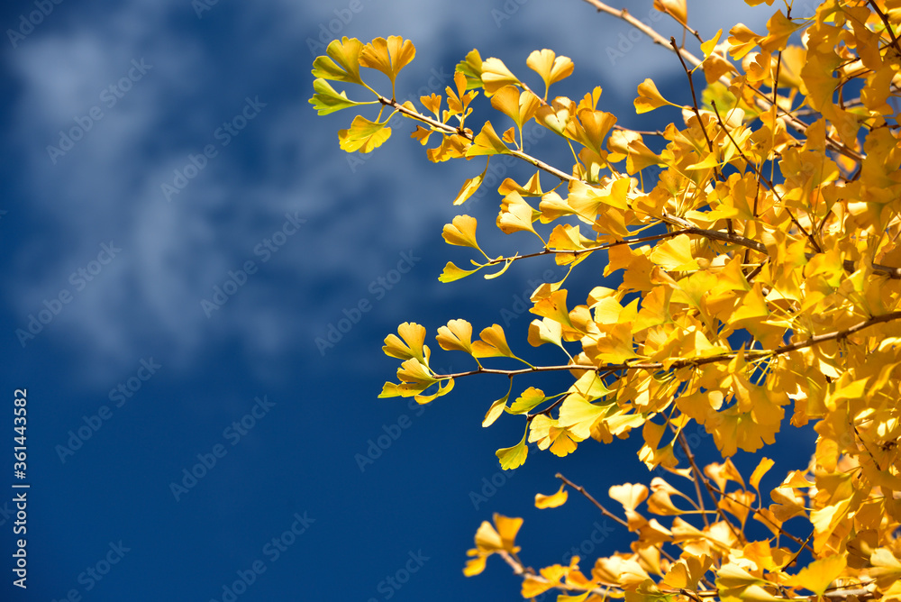 Wall mural Ginkgo and blue sky