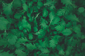 Green leaf background