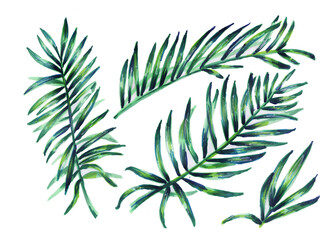 Set of tropical leaves. Botanical watercolor illustrations of the jungle, floral elements. Collection of exotic palm leaves isolated on a white background. Beautiful illustration for textiles.
