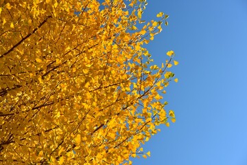 Ginkgo and blue sky