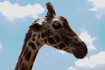 Naklejka premium portrait of giraffe