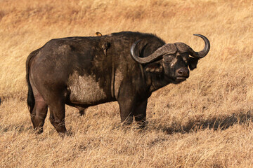 Fototapeta premium Buffalo old daga bull with oxpeckers