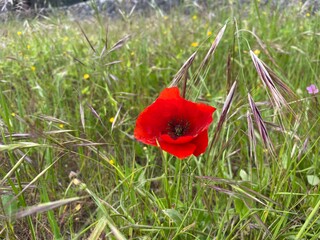 Red poppy flower in a green grass field.