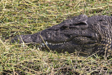 Crocodile close up of the head
