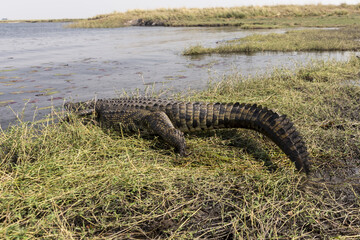 Crocodile about to dive into the river viewed from the back
