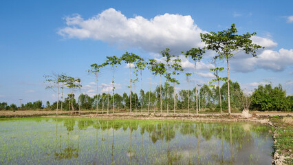 Wide angle scence of rice field front of forest and blue sky with white clouds reflection on water