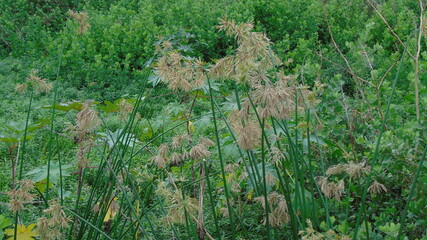 dry grass in the wind