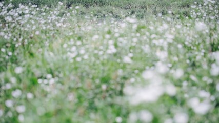 White Flower Garden