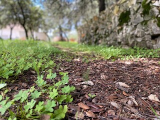 Dirt path in the forest floor surrounded by green grass, plants, stone wall.