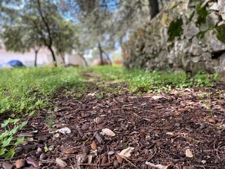 Dirt path in the forest floor surrounded by green grass, plants, stone wall.