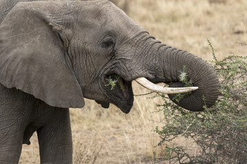 Elephant close up of feeding