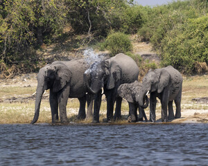 Elephants spraying themselves with water